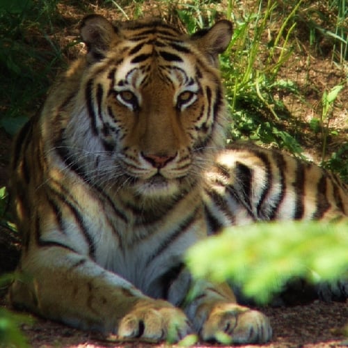 Tijger in Ranthambore Nationaal Park